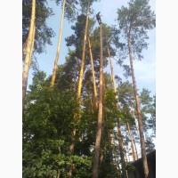 Спил дерев у Києві та Київській області