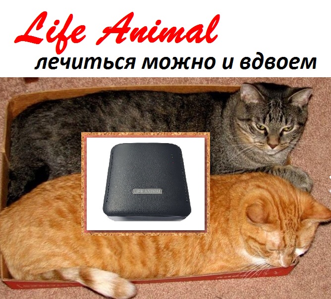 Фото 6. Лечебное устроство Life Animal 63 базовые программы. Купи по акции: КЕШБЭК 10%