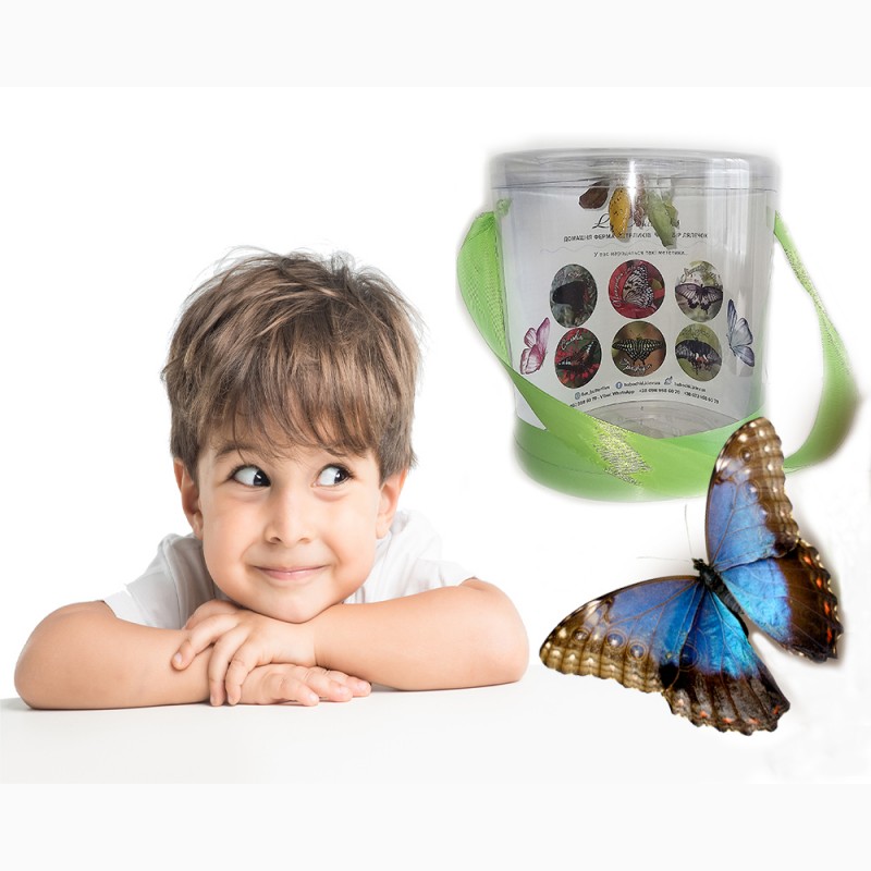 Ферма бабочек. Живые бабочки подарок детям. Ферма бабочек бабочкарий. Куколки тропических бабочек. Бабочкарий купить на вайлдберриз