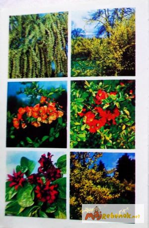 Фото 7. Цветы. Комнатные растения и декоративные кустарники. Книга-альбом. Лот 2
