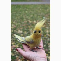 Корелла попугай іграшка валяна з шерсті хендмєйд інтерєрна сувенір подарунок птиця ручної